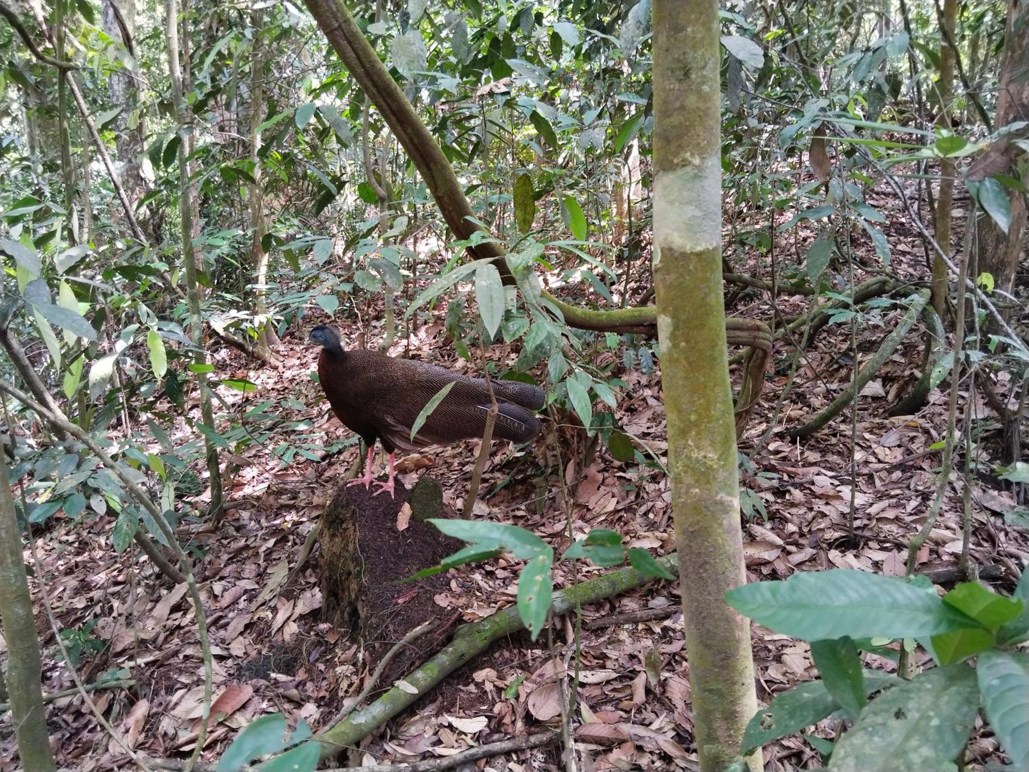 Jhony'S Backpacker-Guest House Only Stay Here Book Treking With Us Bukit Lawang Eksteriør bilde
